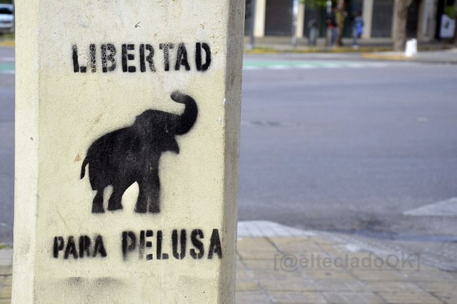 La Plata en vilo por la salud de Pelusa, la elefanta del zoológico que espera ser trasladada a Brasil