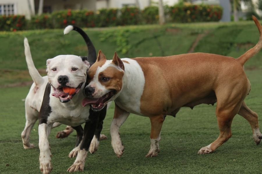 Buscan multar a veterinarios y dueños que realicen amputaciones a sus mascotas