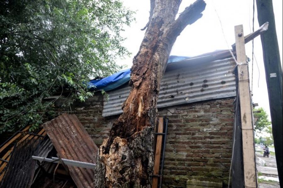 Tormenta trágica en La Plata: Habían llamado 120 veces al municipio por el árbol que terminó matando a dos personas