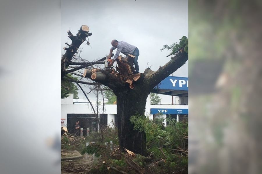 Super Mario: La foto del intendente de Ensenada talando un árbol que fue furor en las redes