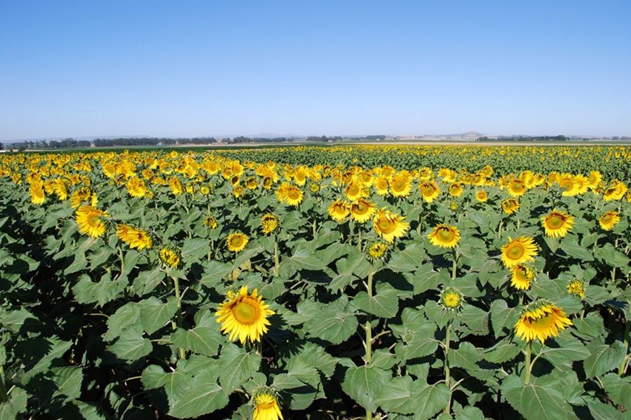 Aumentó un 15 por ciento la superficie sembrada de girasol en el sudoeste de la Provincia