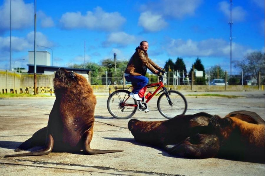 El efecto de la cuarentena: los lobos marinos se apoderan de Mar del Plata