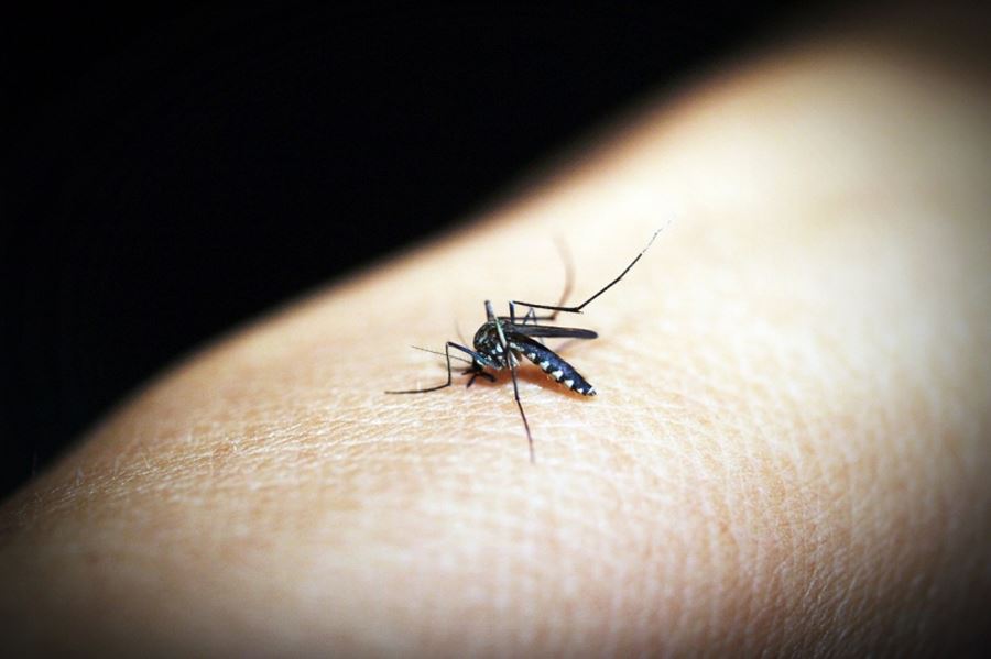 Cuáles son los mitos sobre dengue, zika y chikungunya que tenés que conocer