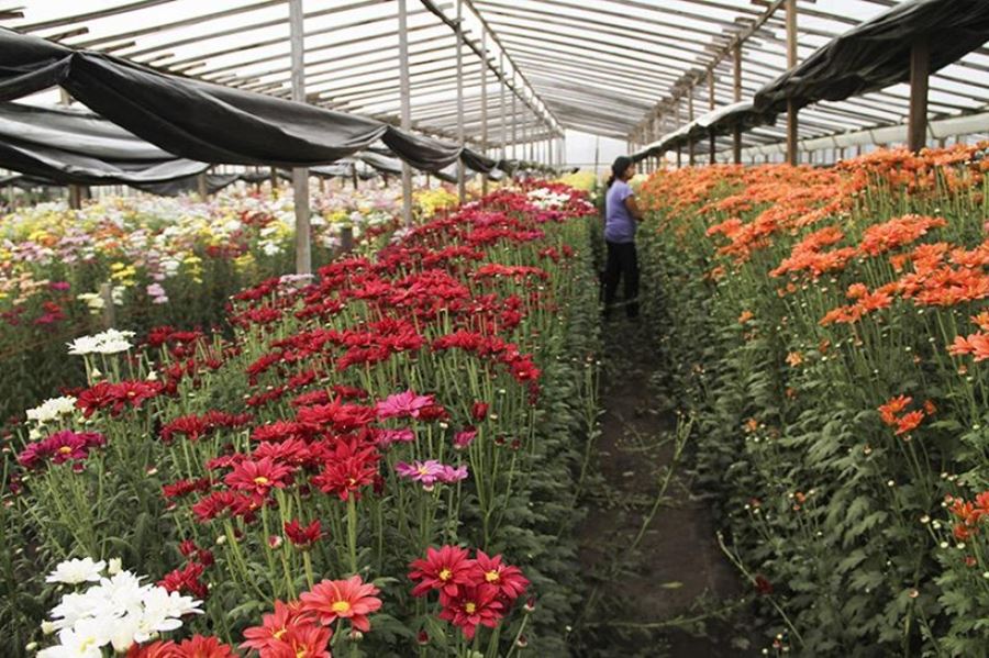 En La Plata, autorizan nuevas industrias y al sector florícola a retomar su actividad