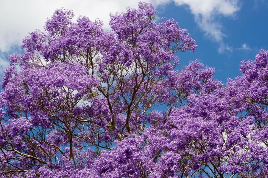 Día del árbol: Cuatro destinos para conocer a través de sus parques y jardines