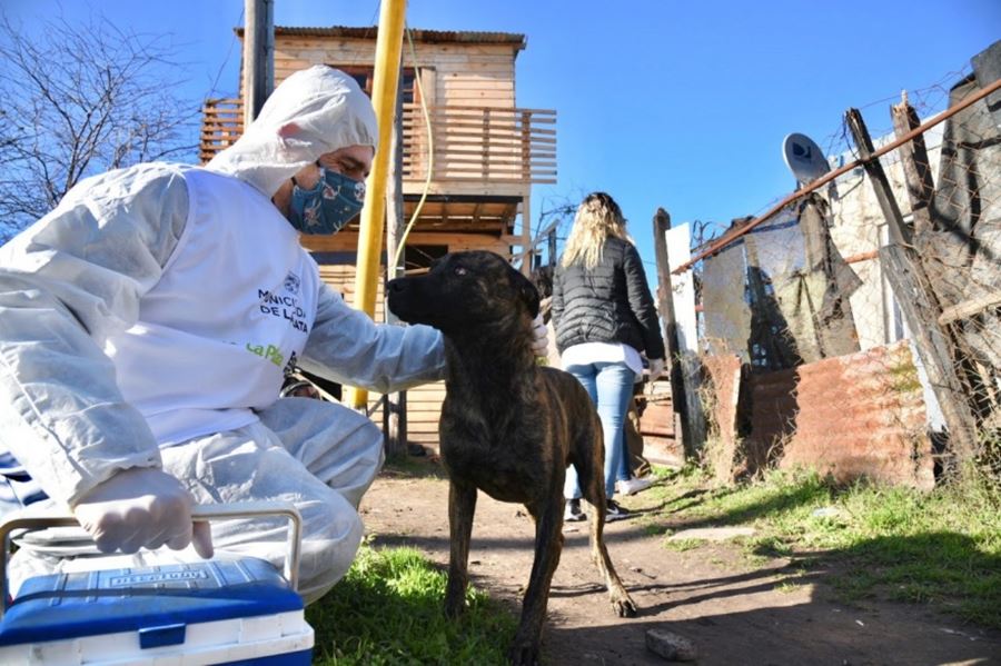 El municipio de La Plata reforzó los operativos de asistencia veterinaria puerta a puerta