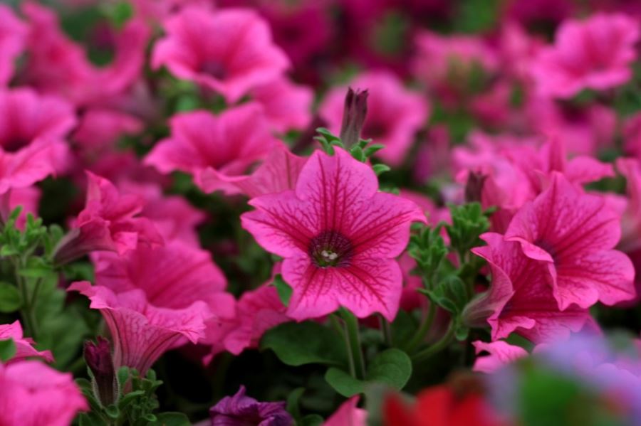 Una primavera especial: Este año, la fiesta de la Flor se realizará de modo virtual