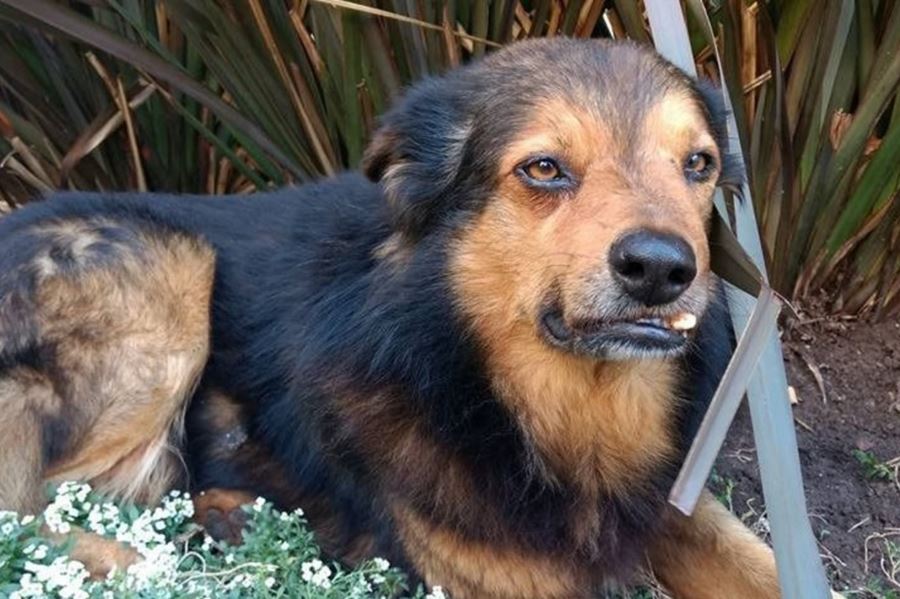 Dientito, el perro que se adueñó de las calles de La Plata, necesita ayuda