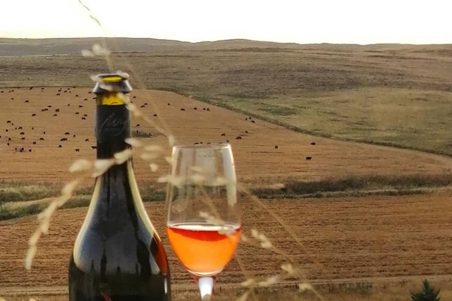 La ruta del vino bonaerense: sabores y paisajes inolvidables