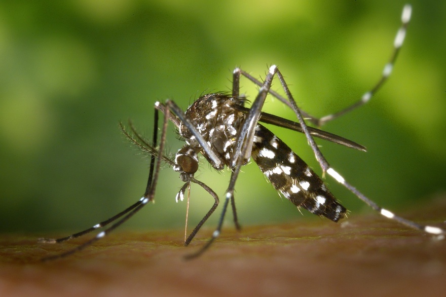 Piden que se incrementen las acciones de prevención del dengue en La Plata