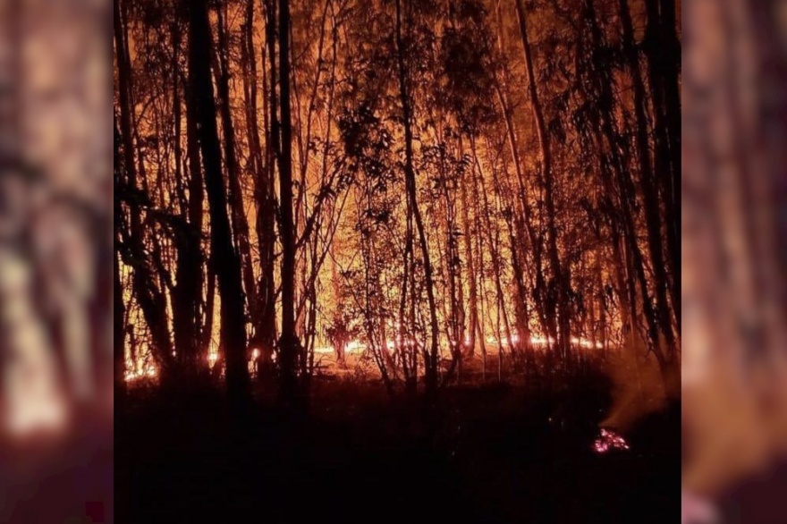 Incendios en la provincia de Buenos Aires: Bomberos apagaron dos focos en el Parque Pereyra Iraola