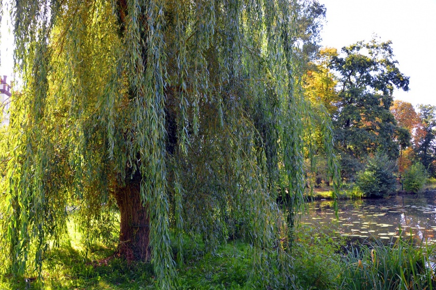 Buscá tu árbol para sembrar memoria este 24 de marzo en los 135 municipios de la provincia