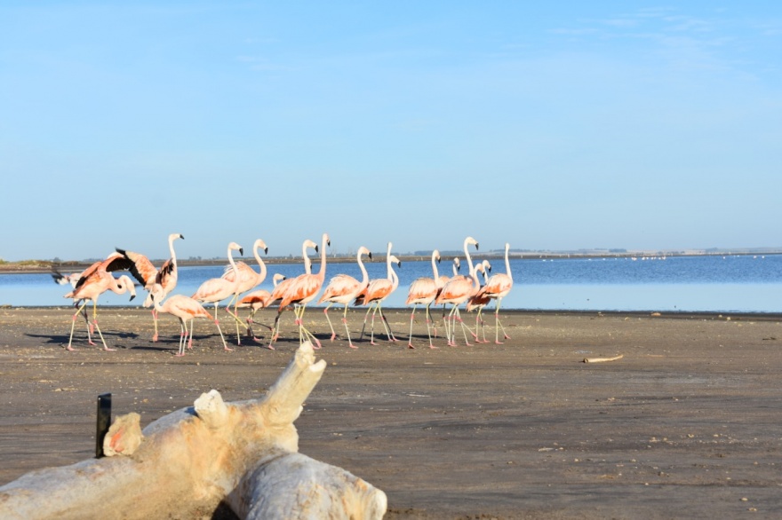 Liberaron en el Lago Epecuén 19 flamencos rescatados del tráfico ilegal