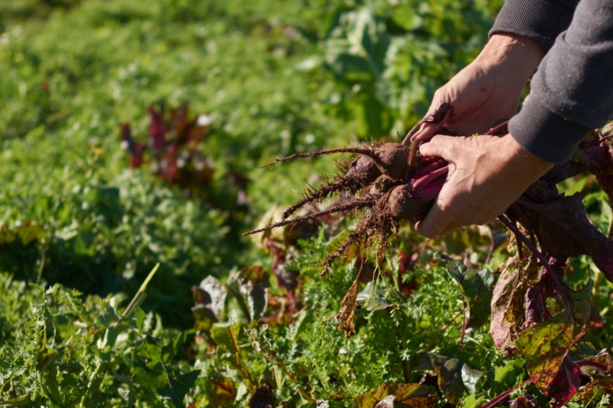 El oficialismo impulsa un proyecto para producir alimentos locales y saludables a precios justos