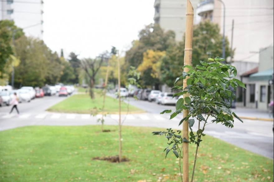 Día Mundial de la Tierra: el municipio de La Plata plantó nuevos lapachos en avenida 19