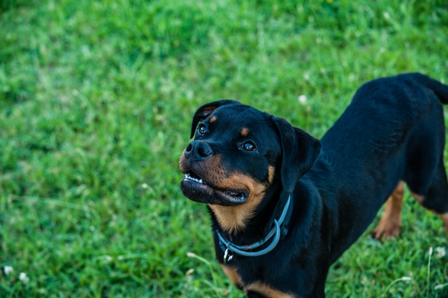 La Plata: Desde hoy, es obligatorio registrar perros potencialmente peligrosos