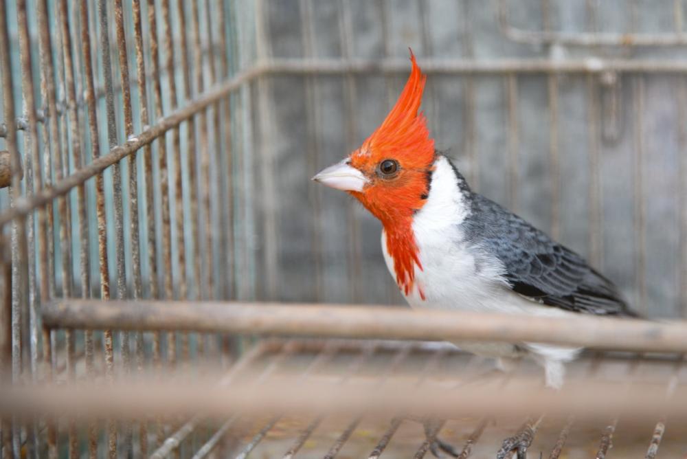 El ministerio de Ambiente rescató 137 aves silvestres en Pilar