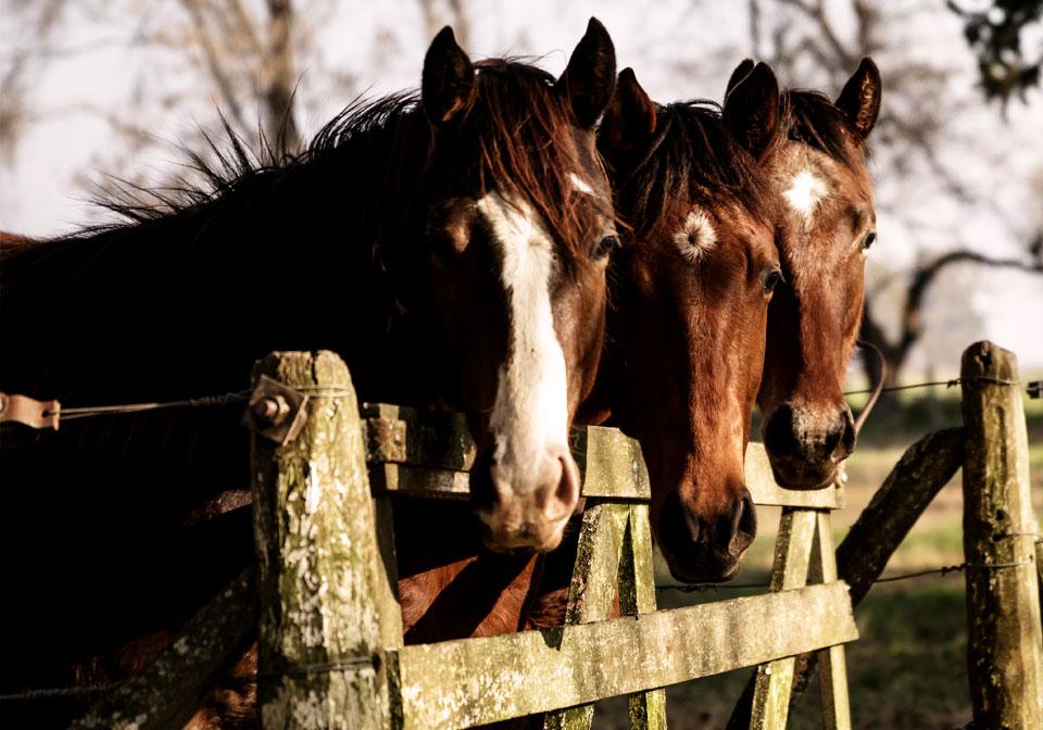 Ruta de los haras: Descubrir la provincia a través de los caballos