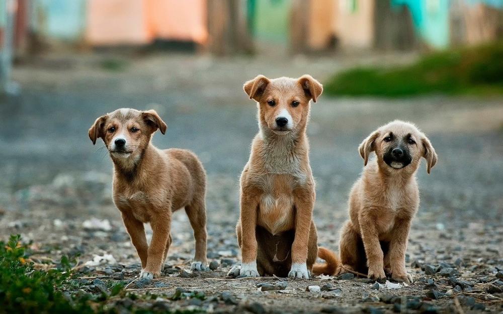 La Plata se suma a los municipios modelos en la castración de perros y gatos
