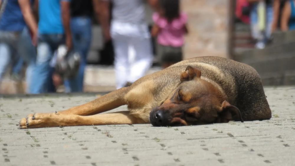 Promueven la creación de una clínica veterinaria municipal en Dolores