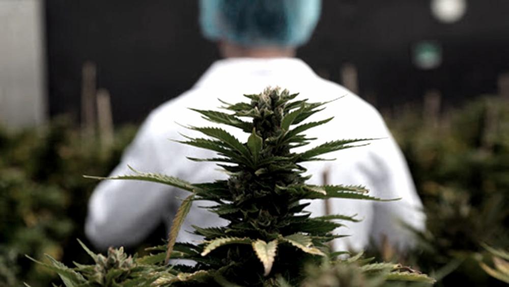 Cannabis medicinal: “Es una cuestión de derechos, de medicina y de cultura"