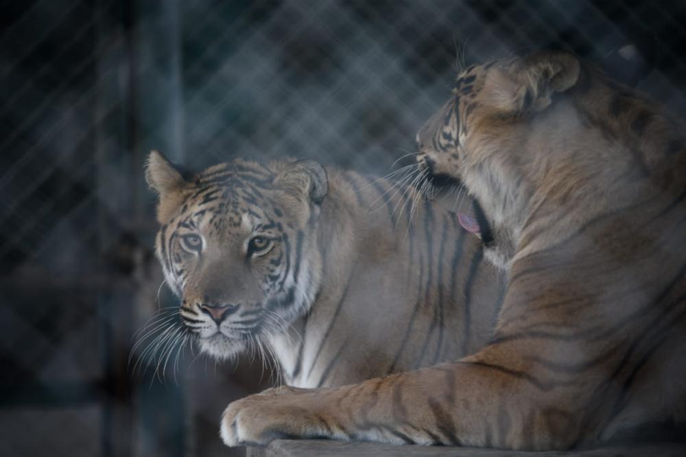 Más irregularidades en el zoo de Luján: qué se encontró en una nueva inspección