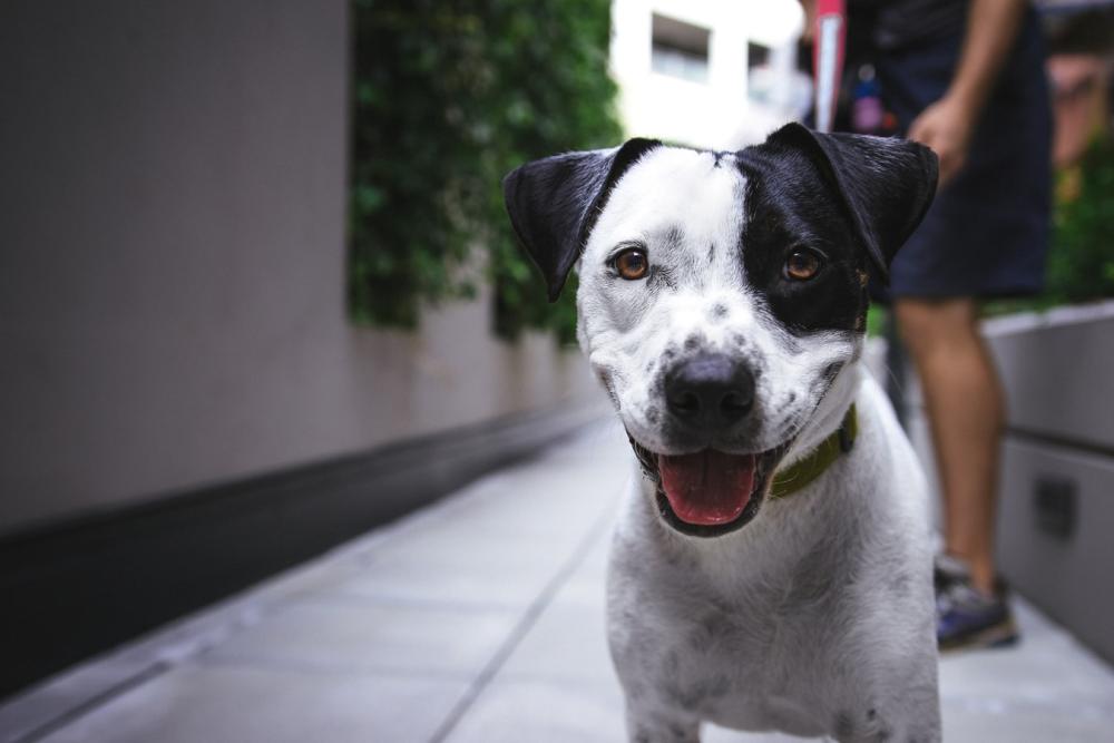 Tu perro, tu caca: llegan las fotomultas para dueños irresponsables de mascotas