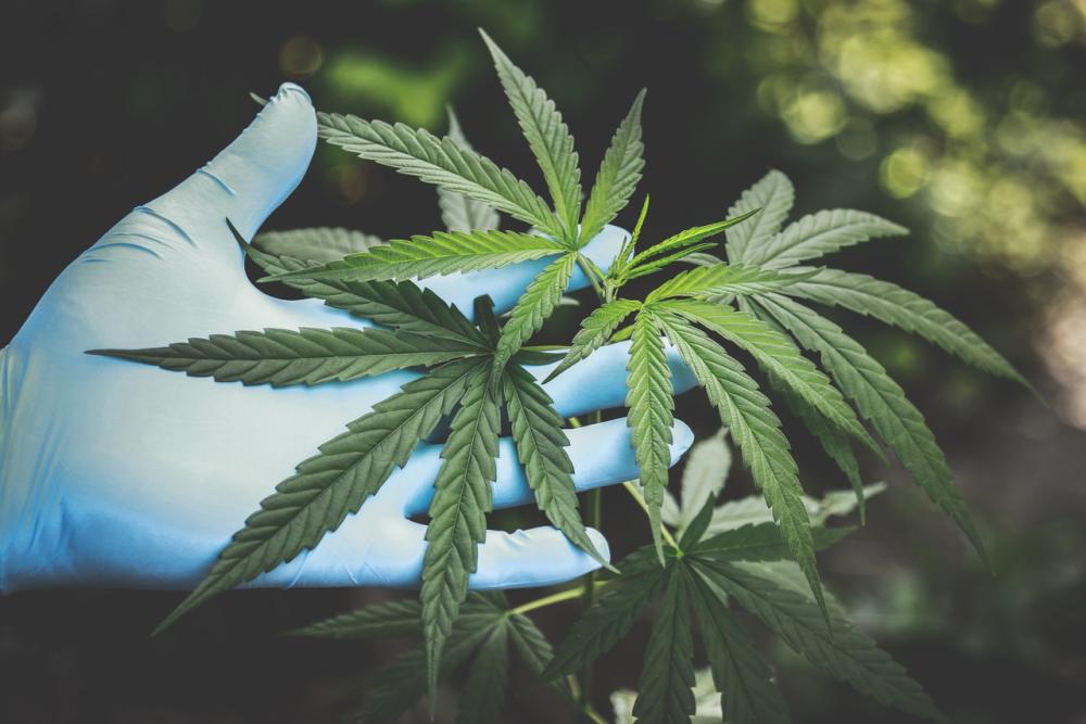 Escobar comenzará a producir aceite de cannabis con fines medicinales