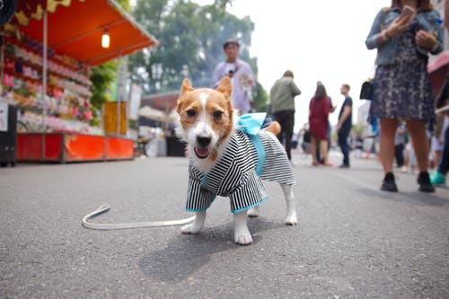 Huye, Boby! hoy es el día internacional de vestir a tu mascota