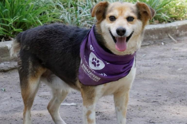 Día de los enamorados: Berazategui invita a adoptar un amor para toda la vida