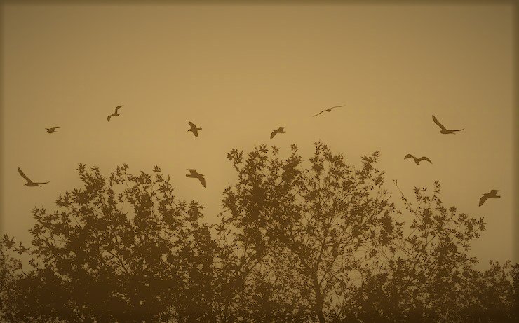 Miles de aves en jaque tras los incendios y la desaparición de pastizales