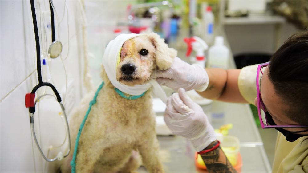 La historia de Beto, el perro salvado por zoonosis en Almirante Brown