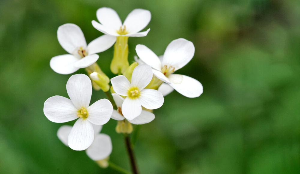 Lograron explicar por qué las plantas crecen más altas en temperaturas cálidas