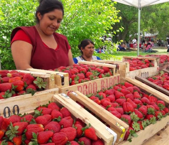 Turismo y mucho sabor: dos destinos bonaerenses para degustar kiwis y frutillas