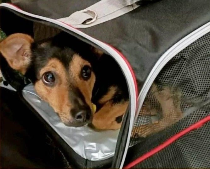 Liberen a Coco: un perro está demorado en Ezeiza por falta de vacunas