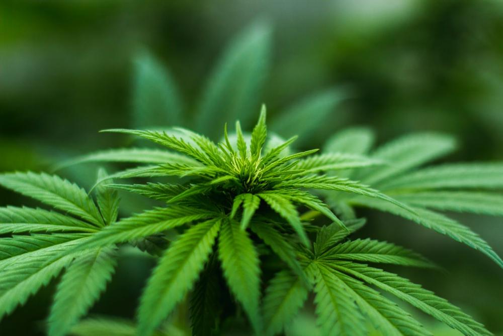 Lanzaron un nuevo sitio para la inscripción en el registro del programa cannabis
