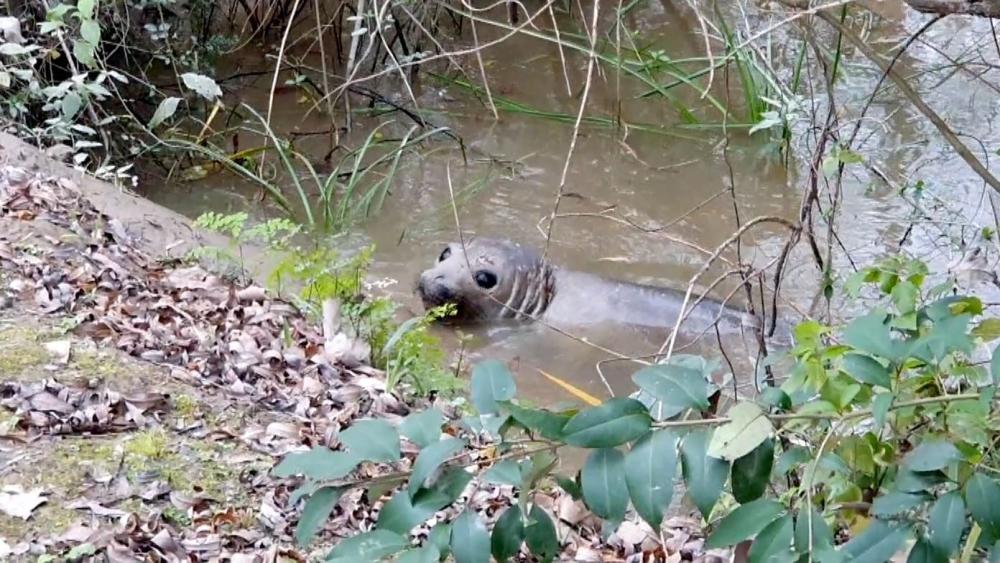 Apareció un elefante marino en el Delta de San Fernando: así fue el rescate