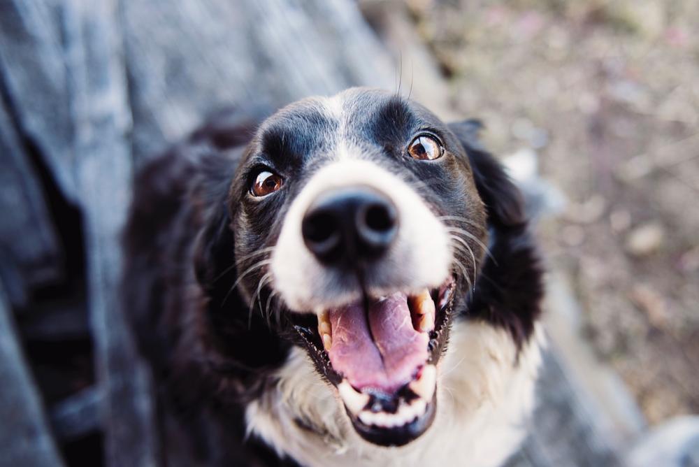 Ley modelo: impulsan la creación de un registro de maltratadores de animales