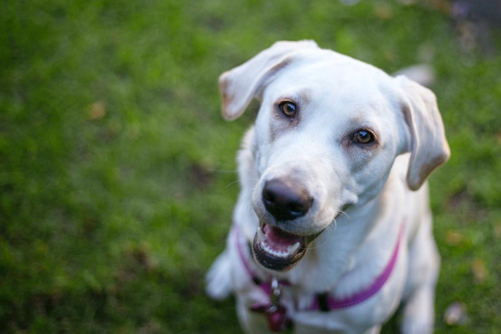 Municipio del conurbano rompió el récord de castraciones de perros y gatos