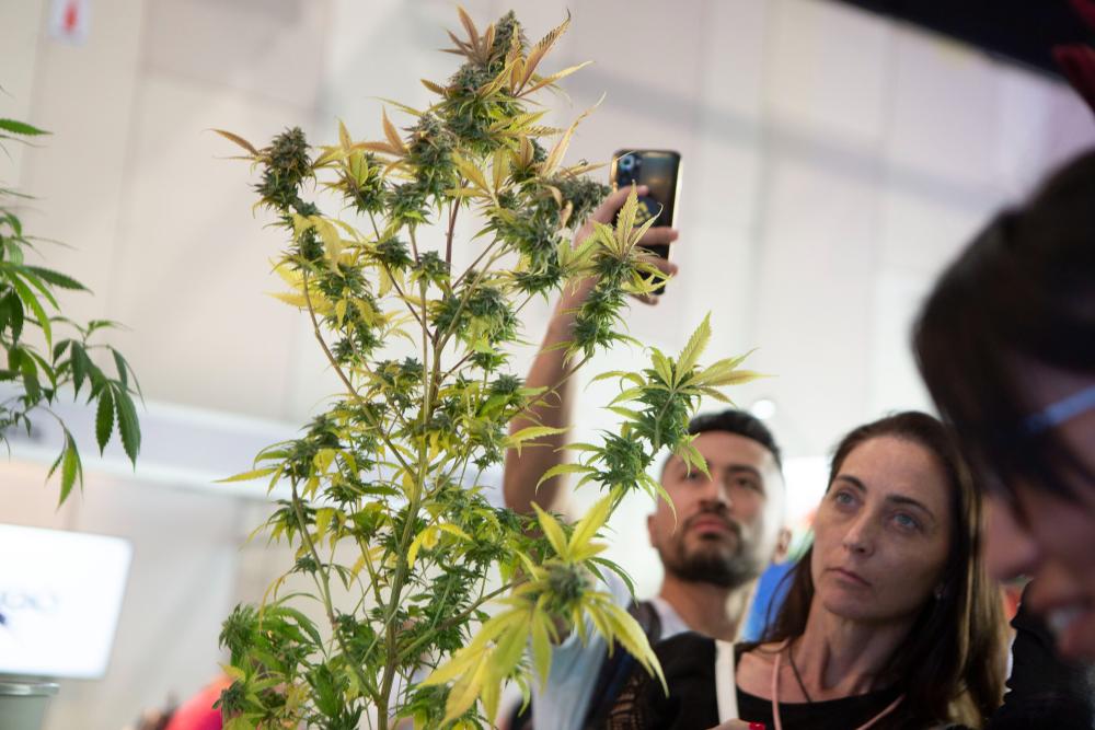 Semillas legales, cosmética, cocina y más: se pone en marcha la Expocannabis 2022