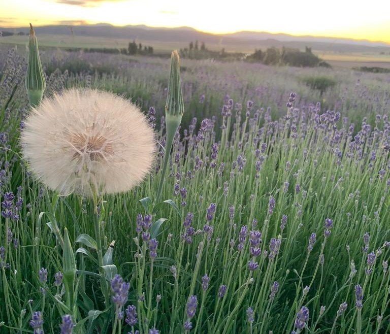 Sierras y campos de lavanda, una escapada inolvidable al sudeste bonaerense