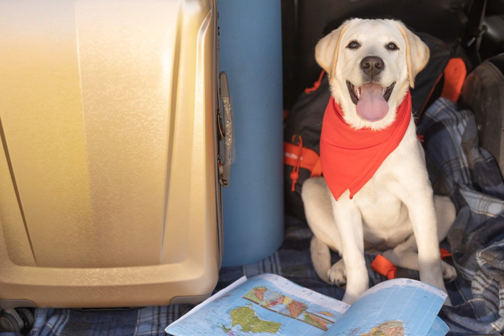 Cada vez son más los argentinos que eligen viajar con sus mascotas al exterior