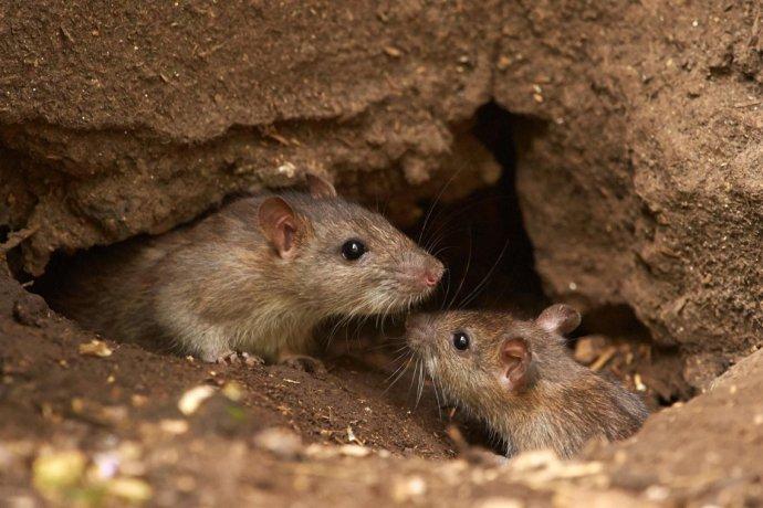 Síntomas, transmisión y tratamiento: qué hacer para prevenir el hantavirus