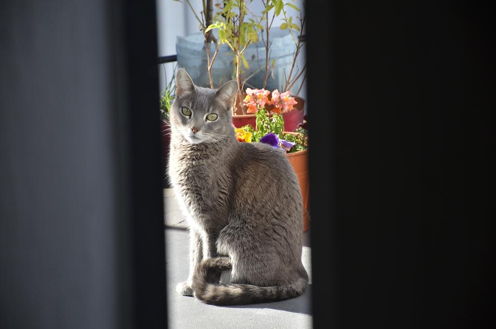 Hoy se come atún: el mundo celebra el día internacional del gato