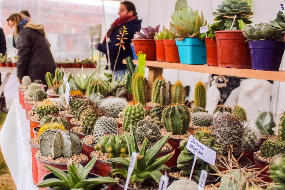 Tapalqué se prepara para la expo de cactus y flores más grande de la Provincia