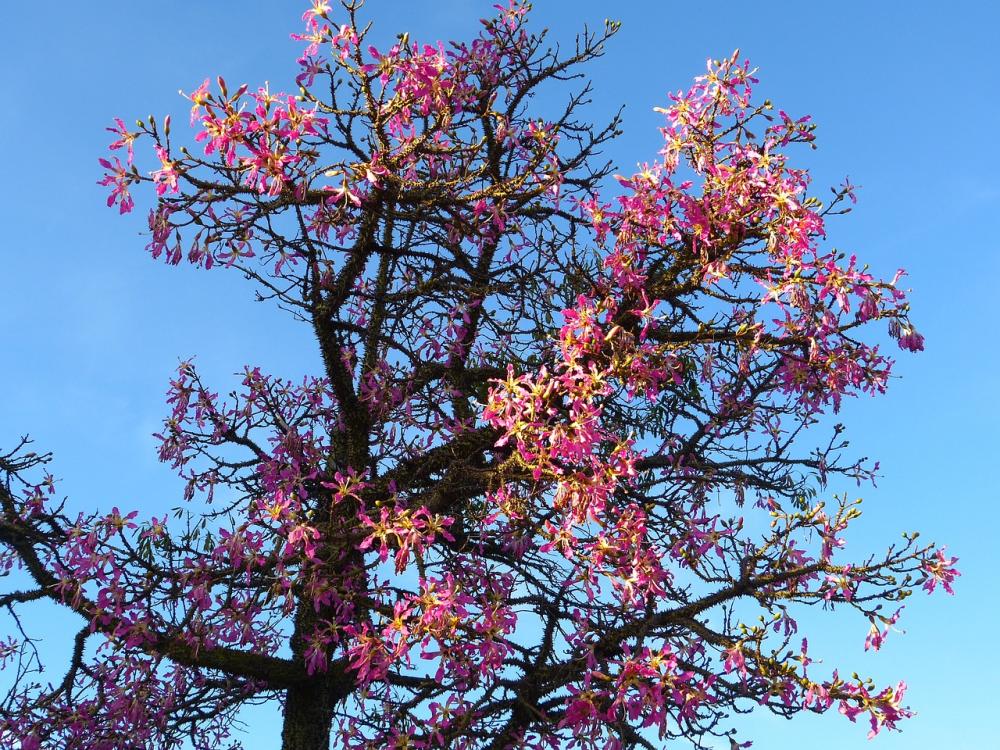 La municipalidad de La Plata entregará árboles nativos: cómo y cuándo