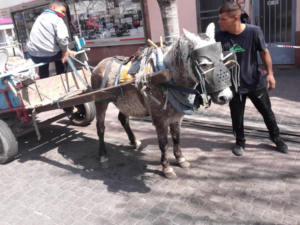 Liberen a los caballos: intendente del Conurbano quiere motos en lugar de equinos