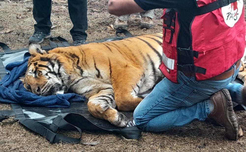 De no creer: la Policía rescató dos tigres de bengala de un campo de Balcarce