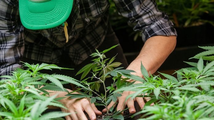 El Gobierno reglamentó la ley de cannabis: qué se podrá producir y vender