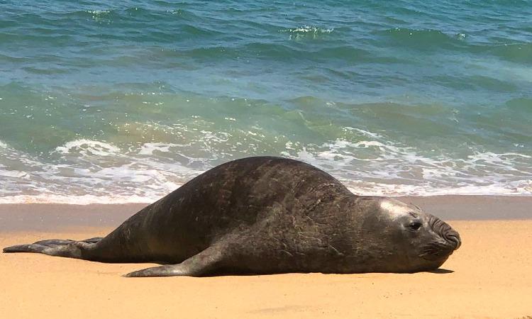 Anuncian medidas preventivas ante la aparición de lobos marinos enfermos